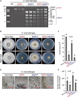 Infection of Two Heterologous Mycoviruses Reduces the Virulence of Valsa mali, a Fungal Agent of Apple Valsa Canker Disease